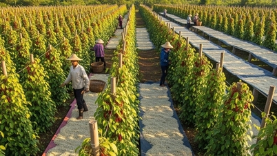 Cena pepře dnes 31. října: Trh "přestal dýchat", Lam Dong vede s cenou 148 000 VND/kg