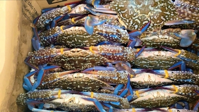 কাঁকড়া মাছ ধরার মৌসুমে লাম ডং সমুদ্র