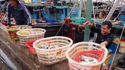 Mengatasi 'kad kuning' IUU: Nelayan mematuhi, melindungi pekerjaan marin dan pasaran eksport