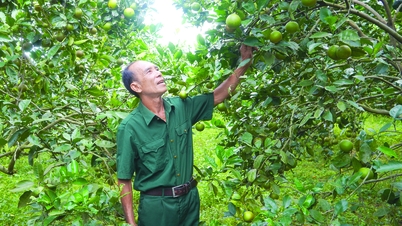 Tỉ phú trên đất gò đồi