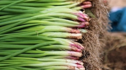 Druh listu, který na vietnamských trzích stojí „několik tisíc za hrst“, je nepřítelem rakoviny trávicího traktu.