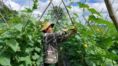 Harga sayur meningkat, petani di kawasan Tay Gia Lai masih tidak berpuas hati