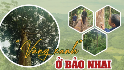 "الذهب الأخضر" في باو نهاي