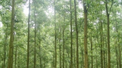 Sürdürülebilir ormancılık gelişimi: Orman gelişimi, odun işleme endüstrisinin verimliliğiyle bağlantılıdır