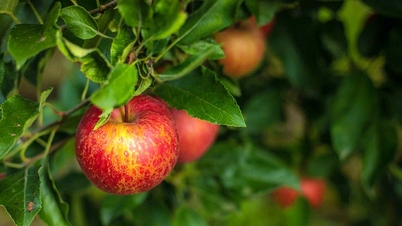 Doktor gigi menasihatkan cara makan buah yang betul untuk mengelakkan kerosakan gigi