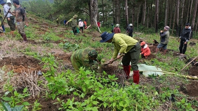 Orman arazilerindeki ihlal alanlarını kararlılıkla temizleyin, Lac Duong komününde orman örtüsünü artırmak için ormanları yeniden dikin