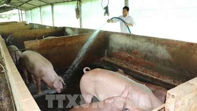 តម្លៃជ្រូកធ្លាក់ចុះយ៉ាងខ្លាំង អ្នកចិញ្ចឹមជ្រូកជាច្រើននៅខេត្តដុងថាបព្រួយបារម្ភ