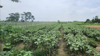 Ökologische Landwirtschaft: Ein strategischer Antrieb im Zeitalter des grünen Wachstums