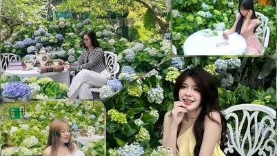 Un coin de jardin d'hortensias « provoque l'engouement » au cœur du centre de Cao Bang - Cao Bang Electronic Newspaper