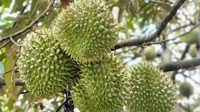 Σχεδόν 2.000 δοχεία ντούριαν έχουν γεμίσει: Ο αντιπρόεδρος της κυβέρνησης ζητά διευκρινίσεις