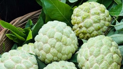 Att odla vaniljsåsäpplen i klippiga berg hjälper mongoler att undkomma fattigdom