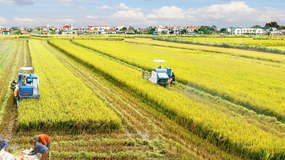 «Ολοκληρωμένη οικονομική και ασφαλιστική λύση» για το έργο ρυζιού 1 εκατομμυρίου εκταρίων