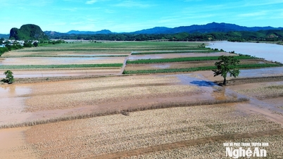 Croissance lente des cultures d'hiver sur les terres alluviales de la rivière Lam