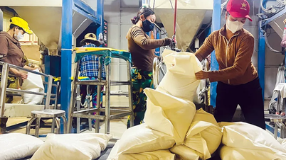 Hỗ trợ doanh nghiệp tham gia thực hiện hợp đồng xuất khẩu gạo sang Senegal