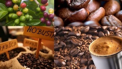 តម្លៃកាហ្វេបានកើនឡើងពី 800-900 ដុង/គីឡូក្រាមនៅថ្ងៃចុងក្រោយនៃខែតុលា