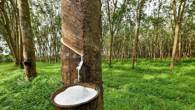 מחיר הגומי ב-31 באוקטובר: שוק עולמי מעורב, מחיר מקומי ירד