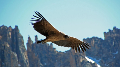 El Condor Pasa - Un cântec popular