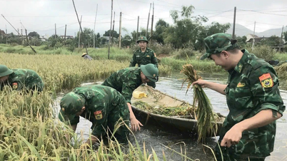 Gia Lai: Sınır muhafızları pirinç hasadına yardım etmek için suya giriyor