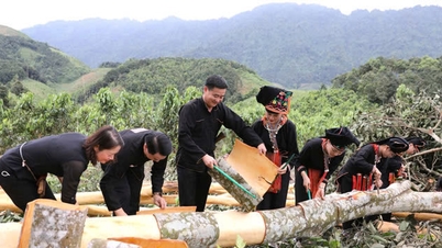 Aspirasi untuk mencapai ketinggian "ibu kota" kayu manis, Lao Cai. Bahagian 1: Jangkaan kejayaan ekonomi daripada pokok kayu manis