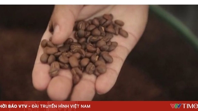 Jacu Bird kávé - Egy "értékes kincs" a vámvihar közepette