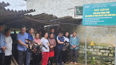 Effectiveness from safe commercial goose farming model
