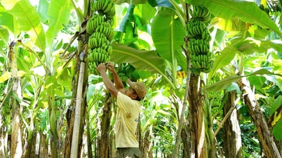 Quang Tri verfügt über 12 Anbaugebiete mit Exportcodes.