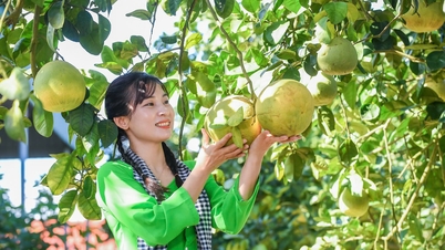 Ha Dong grapefruit - zoete vrucht van het vollemaanseizoen