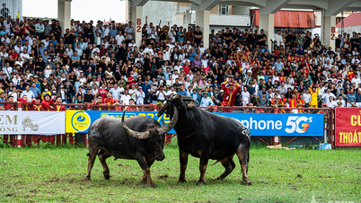 Festival Pertarungan Do Son Buffalo: Warisan Budaya Tidak Ketara yang Unik