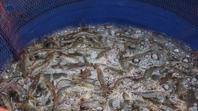 Off-season white-leg shrimp prices increase