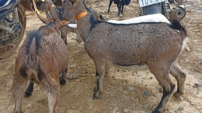 Podpora chovu koz – budování udržitelných zdrojů obživy pro obyvatele kmene Tuyen Quang