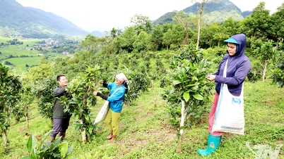 タイの紅茶ブランドの開発に連携