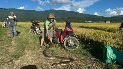 Forest rangers and people of Thanh An commune brought a reticulated python into the forest.