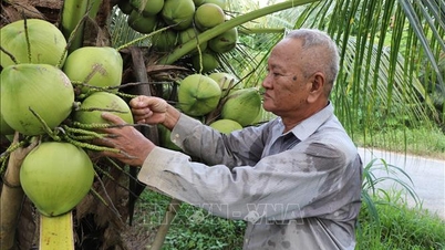 Beralih daripada penanaman padi yang tidak berkesan kepada penanaman kelapa adalah 3 kali ganda lebih menguntungkan