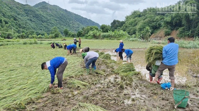সন লা: বন্যায় ক্ষতিগ্রস্ত পরিবারগুলিকে ধান কাটাতে সাহায্য করার জন্য প্রায় ১,০০০ মানুষ যোগ দিয়েছেন