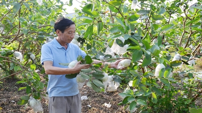Lợi ích kép từ sử dụng chế phẩm vi sinh IMO