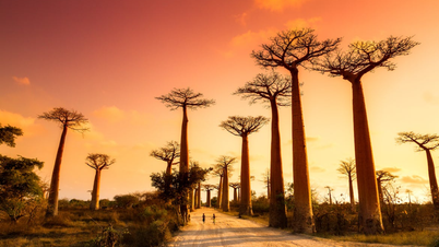 Oppdag 5 turistmål på Madagaskar: Den ville og mystiske skjønnheten til et øyparadis