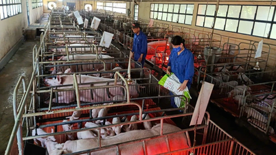 Maintain pig herd restoration rhythm associated with disease control