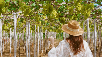 Visite du vignoble de Ninh Thuan – Une expérience unique au pays du soleil et du vent