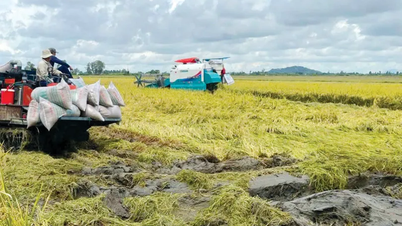 Winter-spring rice crop is planted to avoid planthoppers, simultaneously, focusing on each region and each field.