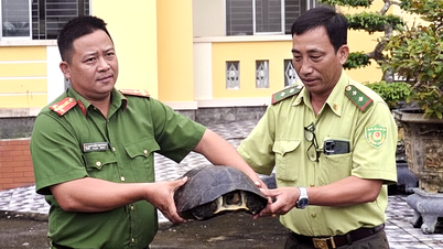 Thấy con rùa răng 10kg đối mặt nguy cơ tuyệt chủng trên đê, công an bàn giao kiểm lâm