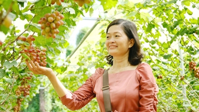Can Tho-bonde forvandler 5000 m2 vingård til en grønn turistattraksjon