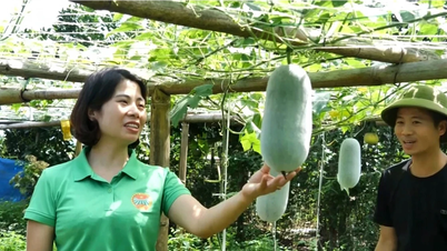 Van Ban Pumpkin: Changing thinking, getting rich from land
