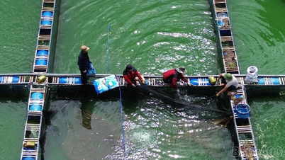 Störzucht auf dem höchstgelegenen künstlichen See in Vietnam