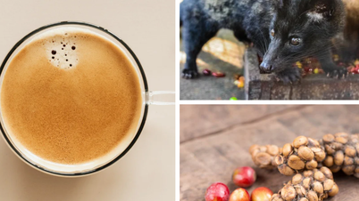 Vitenskapen avslører «mysteriet» med den unike, deilige smaken av sivetkaffe