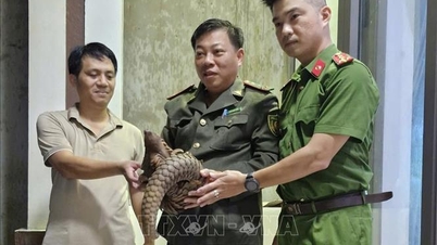 사람들로부터 희귀하고 멸종 위기에 처한 천산갑을 받다