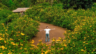 Minggu Bunga Matahari Liar Gunung Berapi Chu Dang Ya 2025 akan berlangsung dari 14 hingga 16 November.