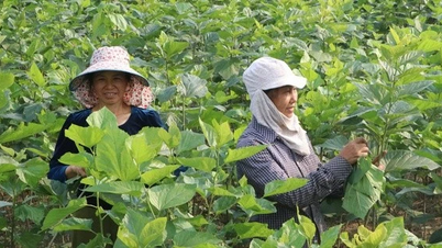 کوی مونگ به لطف توسعه کشاورزی سبز متحول می‌شود