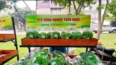 TP. Hồ Chí Minh: Triển khai nhiều giải pháp hỗ trợ phát triển kinh tế tập thể