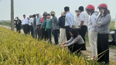 De gemeente Nghi Duong heeft 28 modellen voor landaccumulatie.