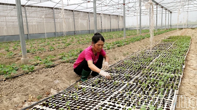 Boeren in de gemeente Hoi Thinh concurreren op het gebied van productie en economische ontwikkeling.